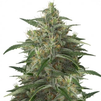 Moby Dick Fem.