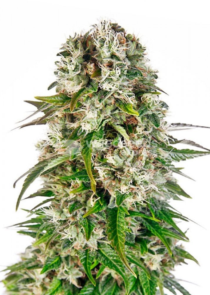 Big Bud Auto Fem.