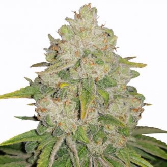 Bruce Banner # Fem.