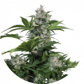 White Dwarf Auto Fem.